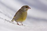 dzwoniec Carduelis chloris