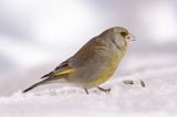 dzwoniec Carduelis chloris