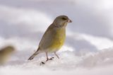 dzwoniec Carduelis chloris