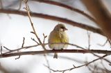 dzwoniec Carduelis chloris