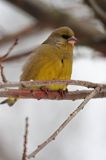 dzwoniec Carduelis chloris