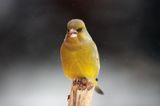 dzwoniec Carduelis chloris