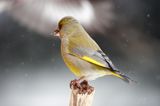 dzwoniec Carduelis chloris