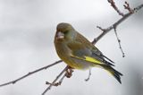 dzwoniec Carduelis chloris