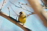 dzwoniec Carduelis chloris