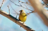 dzwoniec Carduelis chloris