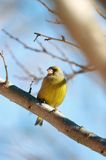 dzwoniec Carduelis chloris