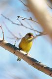 dzwoniec Carduelis chloris