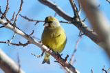 dzwoniec Carduelis chloris