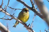 dzwoniec Carduelis chloris