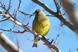 dzwoniec Carduelis chloris