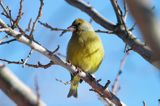 dzwoniec Carduelis chloris