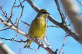 dzwoniec Carduelis chloris