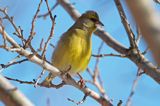 dzwoniec Carduelis chloris