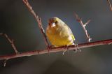 dzwoniec Carduelis chloris