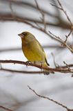 dzwoniec Carduelis chloris