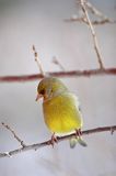 dzwoniec Carduelis chloris