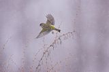 dzwoniec Carduelis chloris