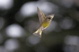 dzwoniec Carduelis chloris