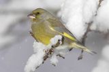 dzwoniec Carduelis chloris