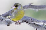 dzwoniec Carduelis chloris