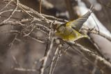 Dzwoniec Carduelis chloris