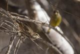 Dzwoniec Carduelis chloris