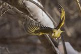 Dzwoniec Carduelis chloris