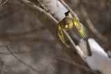 Dzwoniec Carduelis chloris