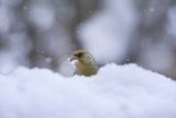 Dzwoniec, Carduelis chloris