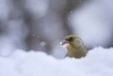 Dzwoniec, Carduelis chloris