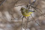 Dzwoniec Carduelis chloris