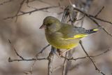 Dzwoniec Carduelis chloris