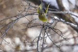 Dzwoniec Carduelis chloris