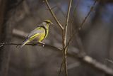 Dzwoniec Carduelis chloris