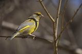 Dzwoniec Carduelis chloris