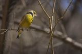 Dzwoniec, Carduelis chloris