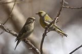 Dzwoniec Carduelis chloris