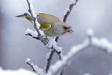 Dzwoniec, Carduelis chloris