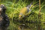 Dzwoniec Carduelis chloris