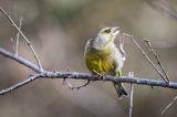 dzwoniec Carduelis chloris