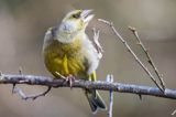 dzwoniec Carduelis chloris