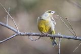 dzwoniec Carduelis chloris