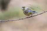 dzwoniec Carduelis chloris