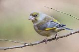 dzwoniec Carduelis chloris