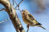 dzwoniec Carduelis chloris