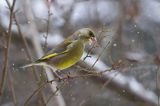 dzwoniec Carduelis chloris zajadajacy pączki