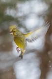 dzwoniec Carduelis chloris