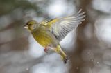 dzwoniec Carduelis chloris