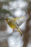 dzwoniec Carduelis chloris